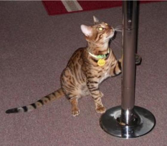 Profile photo of SweetCuriosity