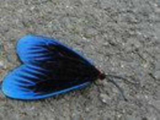 Profile photo of pole