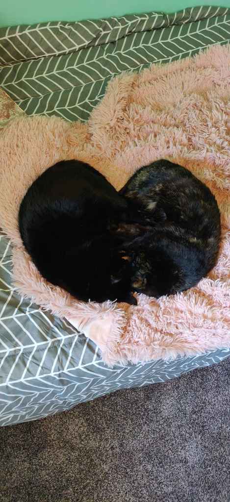 Profile photo of JessesGirl96