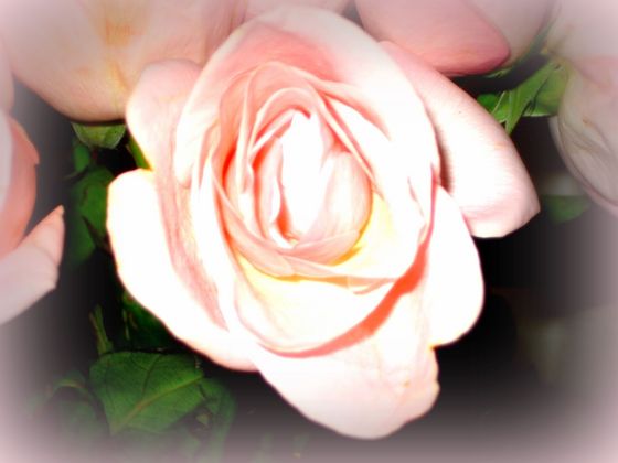 Profile photo of Lioness