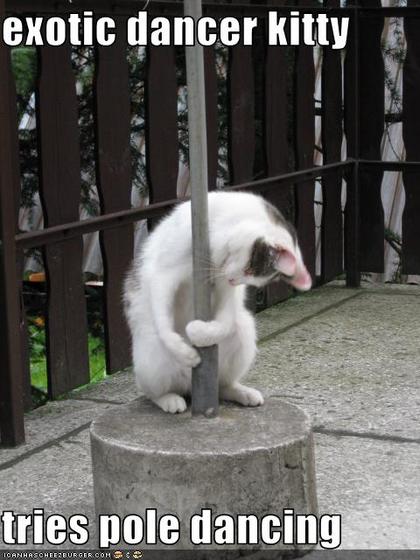 Profile photo of MrsShadowKat