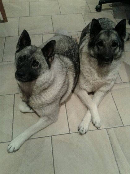 Profile photo of kareno