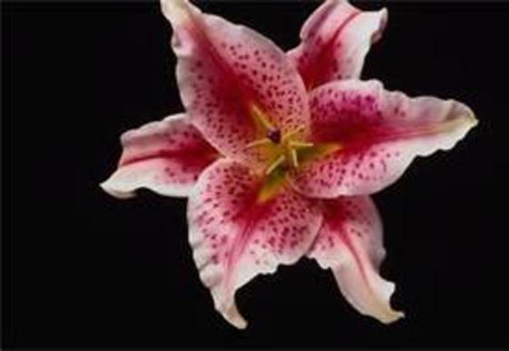 Profile photo of zzzzzz