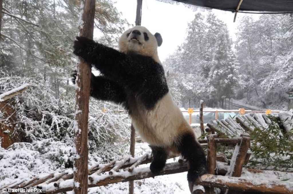 Profile photo of mpisa