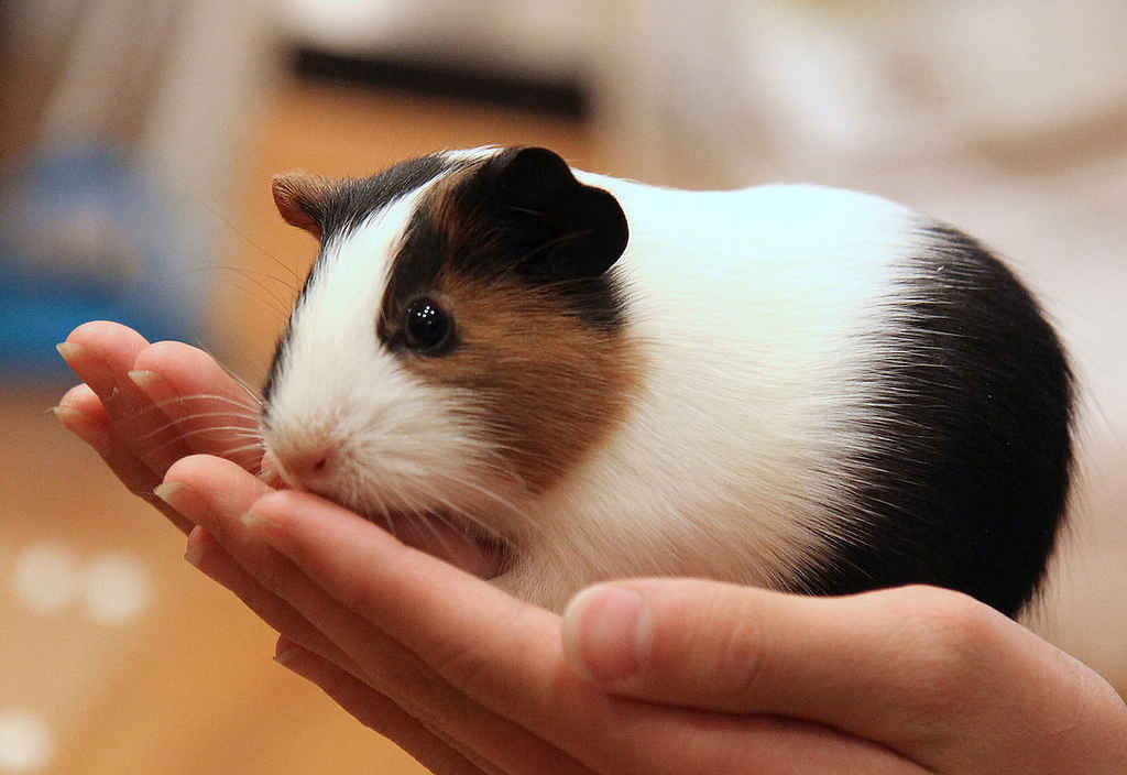 Profile photo of rufflina