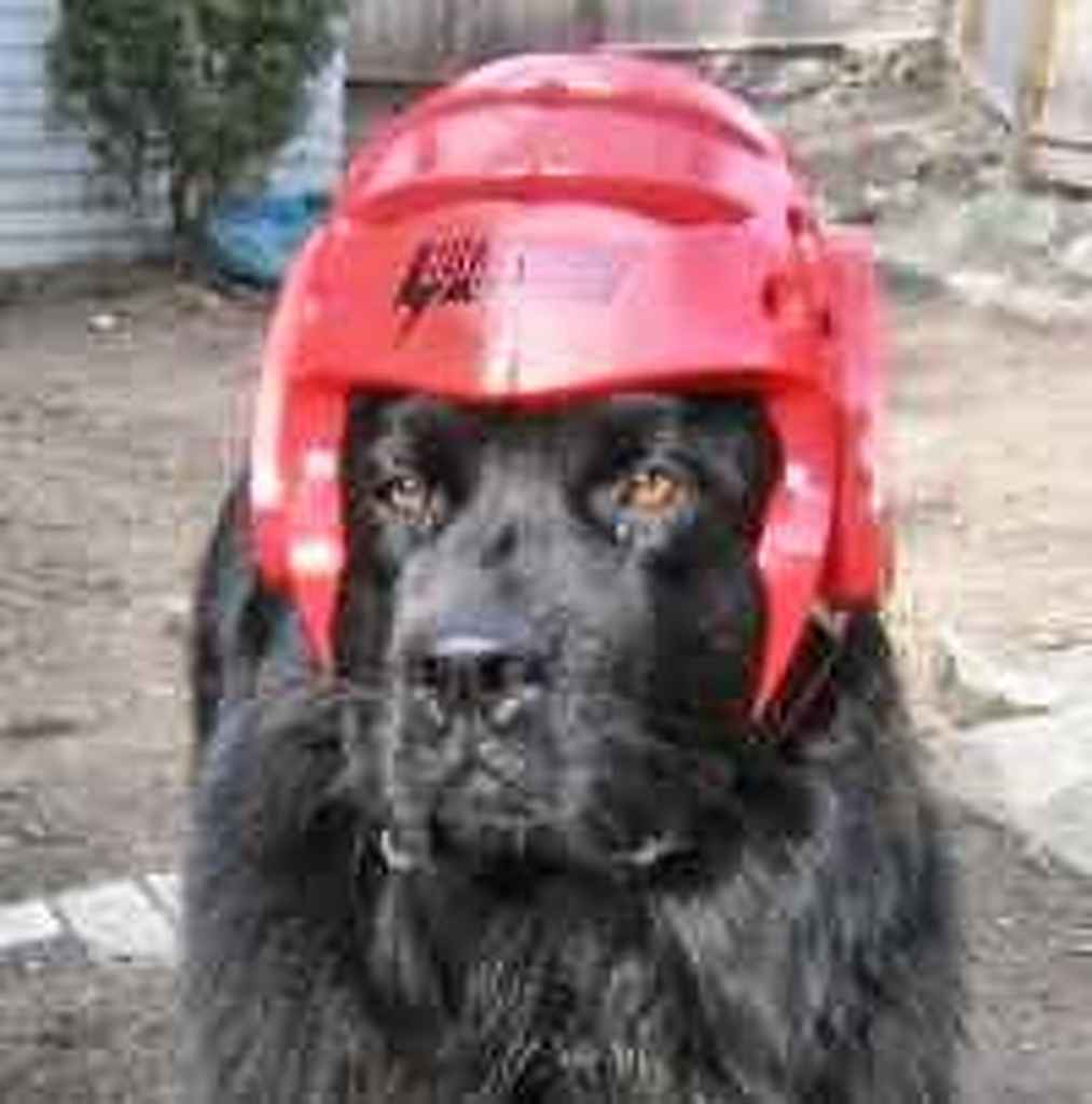 Profile photo of Zukii