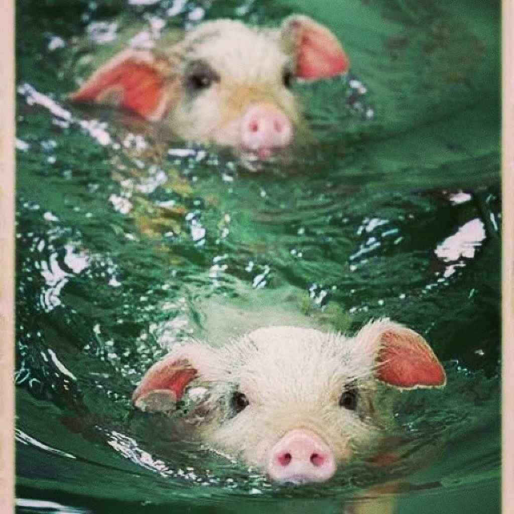 Profile photo of meltingpatterns