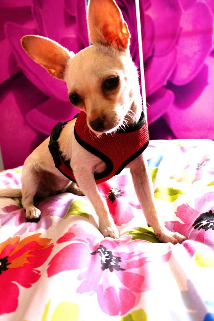 Profile photo of dragonmermaid